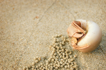 Fototapeta na wymiar Hermit Crab in a shell