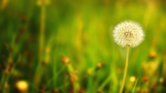 Fototapeta Field of dandelions