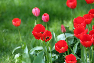 Beautiful tulips blooming in garden