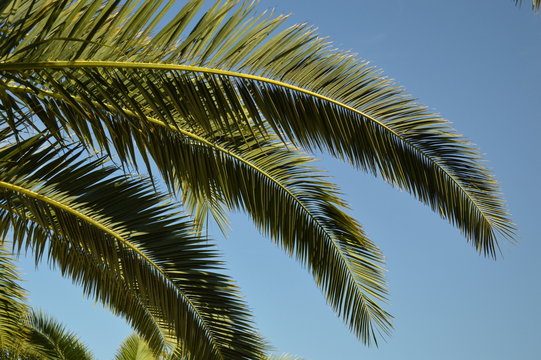 palmes