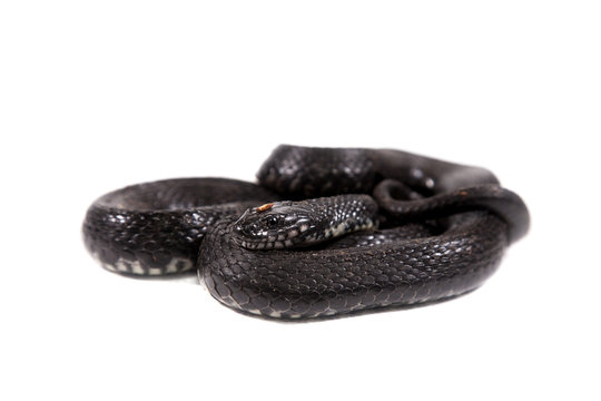 Dice snake, Natrix tessellata, on white