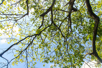 Tree branches