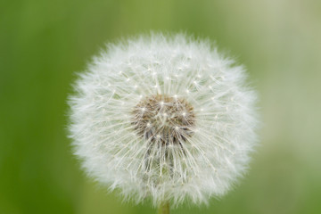 White dandelion flower head