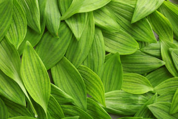 Background with fresh green leaves, close up