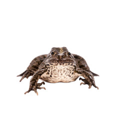 Marsh Frog on white, Pelophylax ridibundus