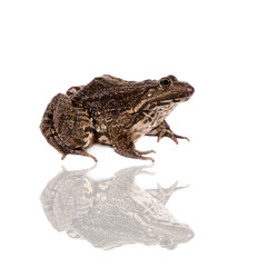 Marsh Frog on white, Pelophylax ridibundus