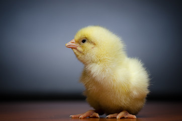 Just hatched baby chicken