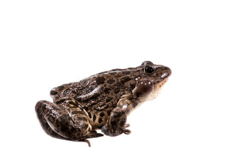 Marsh Frog on white, Pelophylax ridibundus
