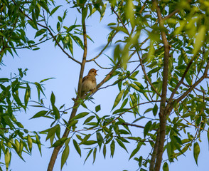 Nightingale is singing on a tree
