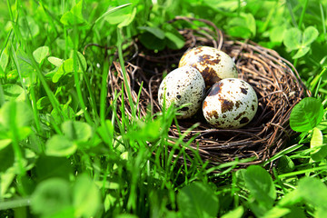 Nest with bird eggs over green bush background