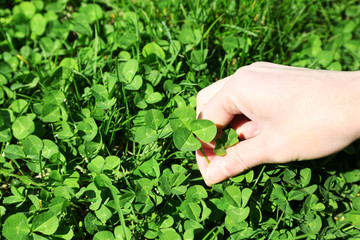 Woman hand picking clover, outdoors