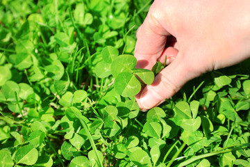 Woman hand picking clover, outdoors