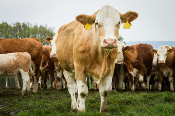 Fototapeta na wymiar Dairy cows in pasture