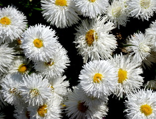 Gänseblümchen