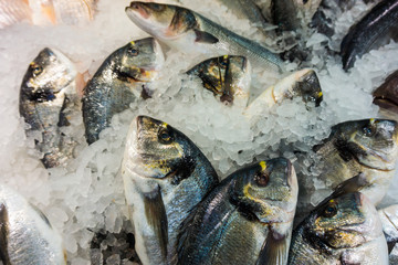 dorado fish on ice in fish market. Fresh fish at the market
