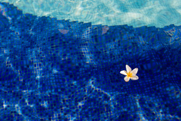 flower floating on the swimming pool