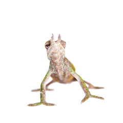 Boehme's chameleon, kinyongia boehmei, on white
