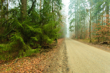 Obraz premium Pathway through the misty autumn forest