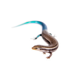 Gran Canaria skink, Chalcides sexlineatus, on white