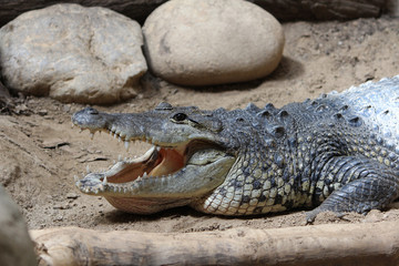 Crocodile, Alligator