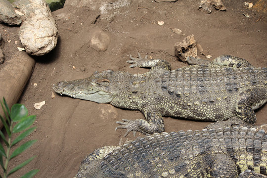 Crocodile, Alligator