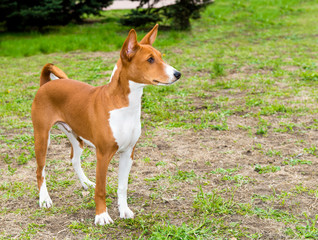 Basenji right side is on the grass in the park.