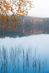 Obrazy na Plexi  Jesienne żółte liście brzozy nad spokojną wodą jeziora