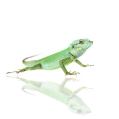 Black lipped Lizard, Calotes nigrilabris, on white