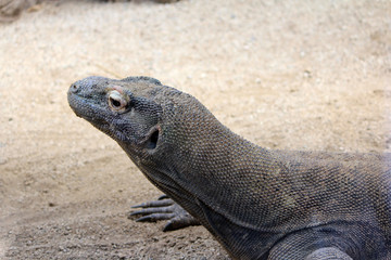 Komodo Dragon, Wild Reptile