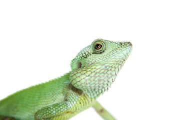 Black lipped Lizard, Calotes nigrilabris, on white
