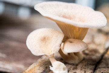 mushroom on the timber