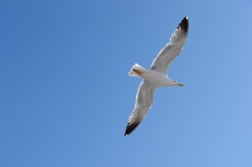 Seagull