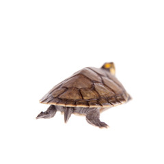 Yellow-spotted River Turtle, Podocnemis unifilis, on white