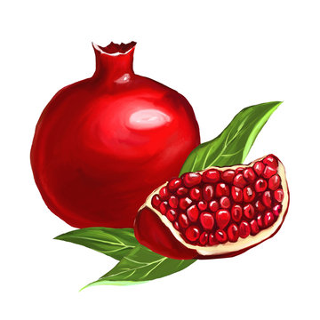 fruit pomegranate vector illustration  hand drawn  painted 
