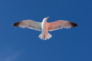 Seagull
