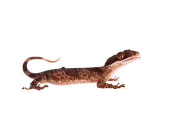 Bow-fingered gecko, Cyrtodactylus irianjayaensis, on white