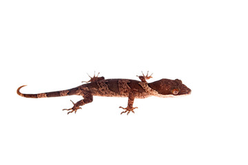 Bow-fingered gecko, Cyrtodactylus irianjayaensis, on white