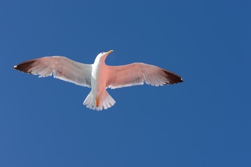 Seagull