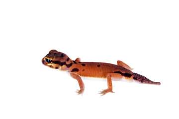Pale Knob-tailed Gecko, Nephrurus laevissimus, on white