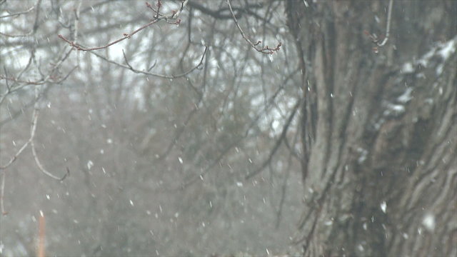 A slow and gentle snow flurry blows through frame.
