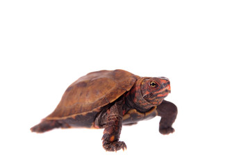 The Ryukyu leaf turtle, Geoemyda japonica, on white