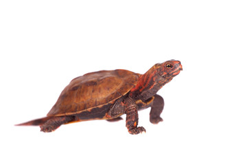 The Ryukyu leaf turtle, Geoemyda japonica, on white