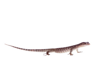 Timor Monitor Lizard, Varanus timorensis, on white