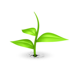 Samen gedeiht auf weiss