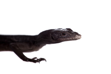 Black tree monitor lizard, varanus beccari, on white
