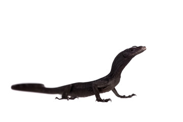 Black tree monitor lizard, varanus beccari, on white