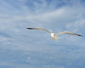 Seagull