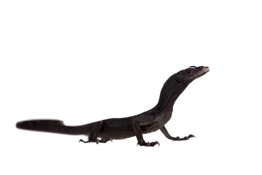 Black tree monitor lizard, varanus beccari, on white