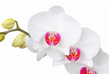 Obraz na płótnie Canvas Fresh orchid flower, isolated on white background, DOF