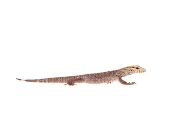 Clouded Monitor, Varanus nebulosus, on white